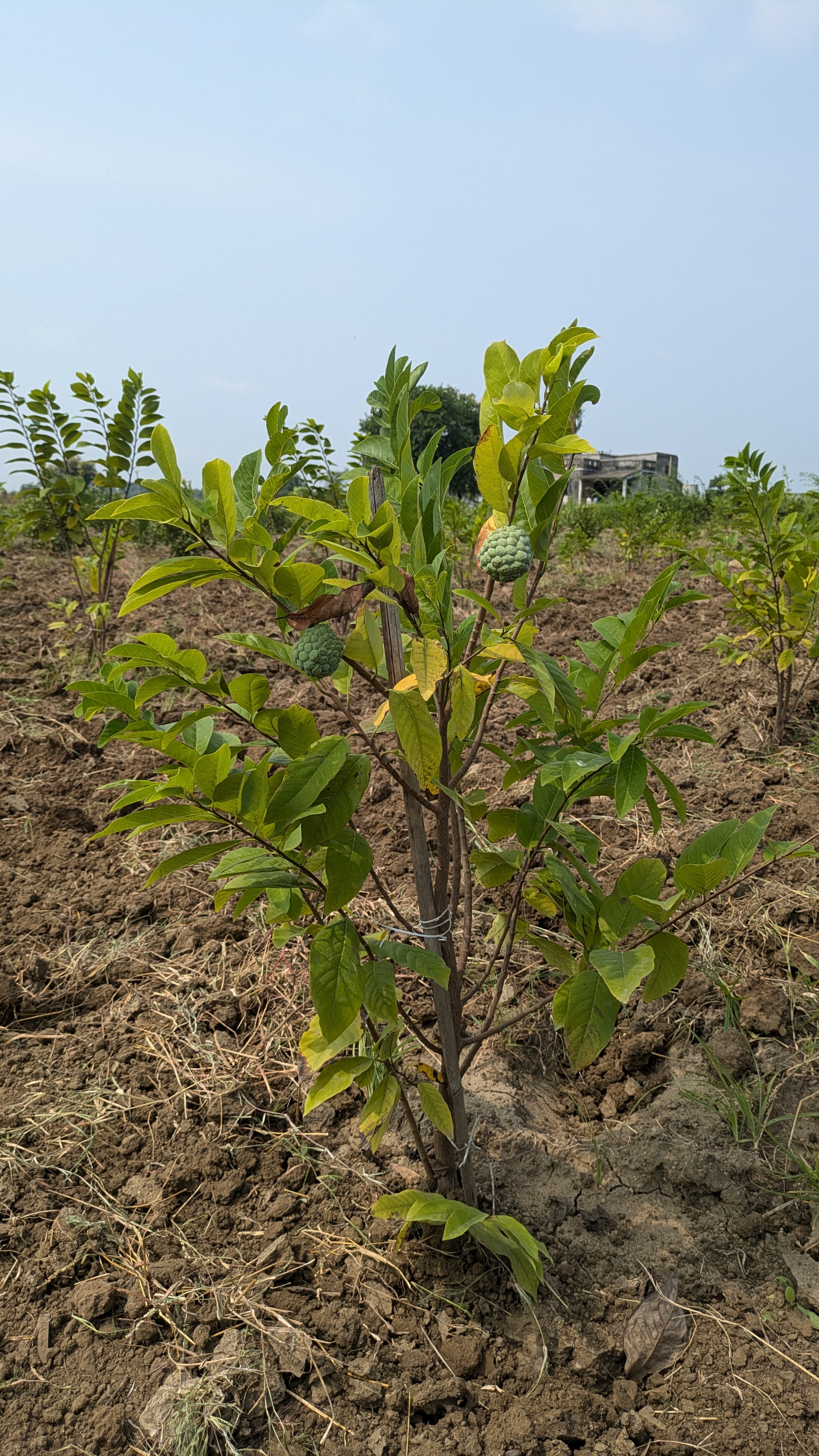 Custard Apple hover 1